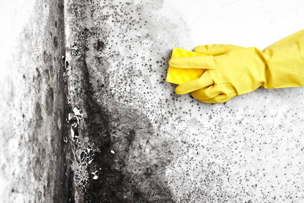 Best DIY Mold Remediation Support Services in Tennille, GA