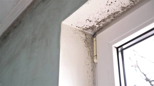 Best HVAC Mold Remediation in Tennille, GA