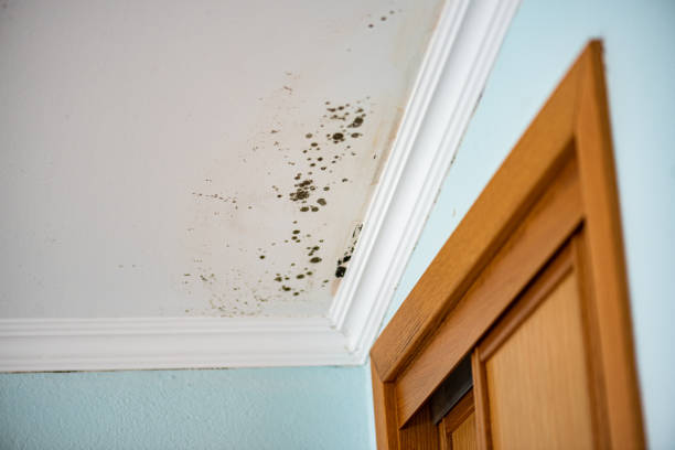 Reliable Tennille, GA Mold Remediation Solutions