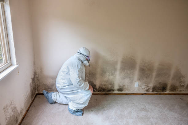 Best Attic Mold Remediation in Tennille, GA